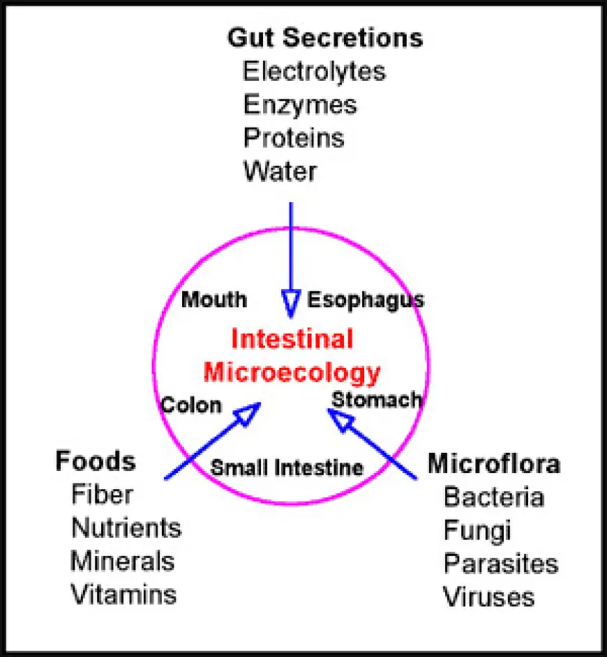 2025 Guidance: Why Probiotics Are Good For Your Health