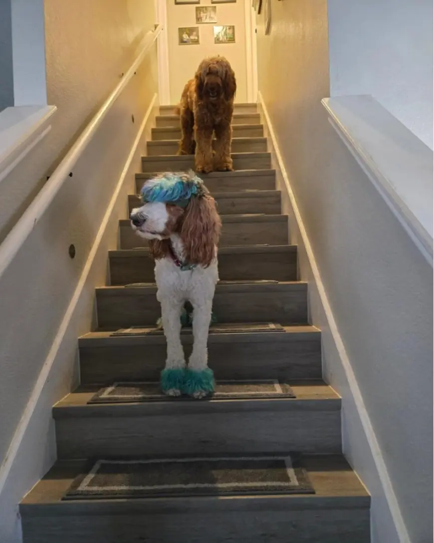 Enhance Safety and Style with Cosy Homeer Stair Treads: The Perfect Indoor Stair Treads for Your Home