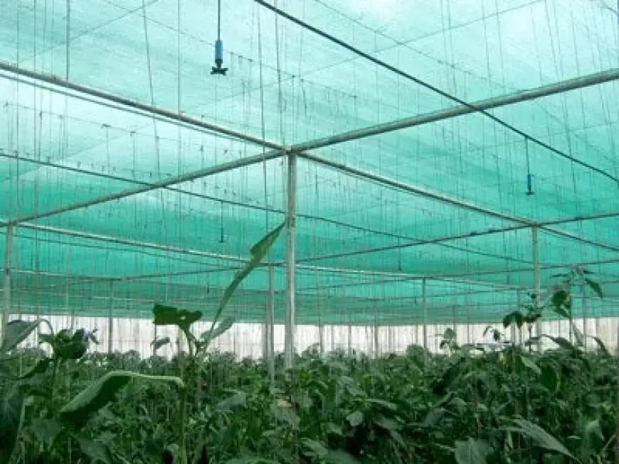 The Power of White Greenhouse Plastic: Advanced Sun Protection for Your Plants