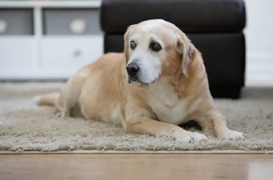 When Is the Right Time for Pet Euthanasia? Signs to Look For