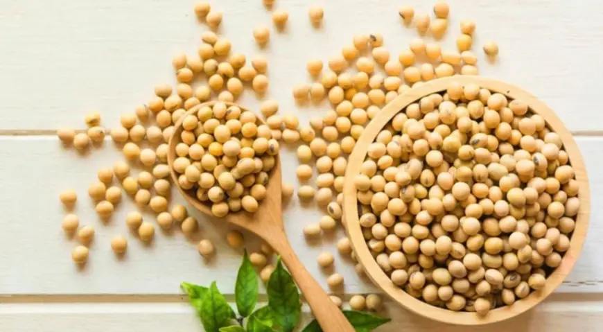 Trusted Soyabeans Dealers in India – Fresh & Premium Supply Made Easy