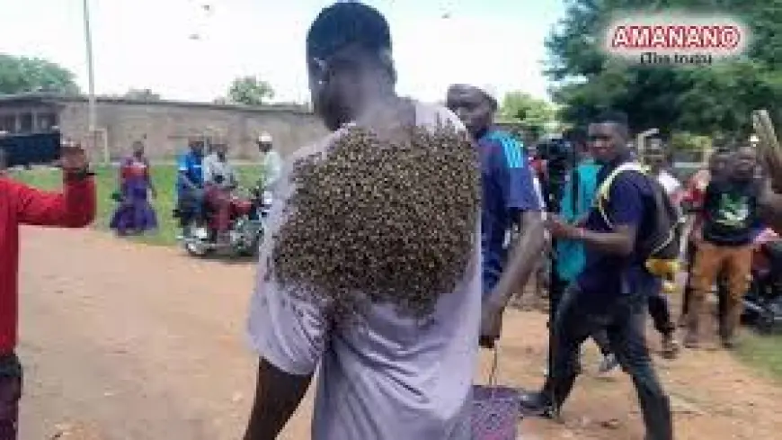 Hilarious Chaos! How a Swarm of Bees Turned on a Thief in Kitui