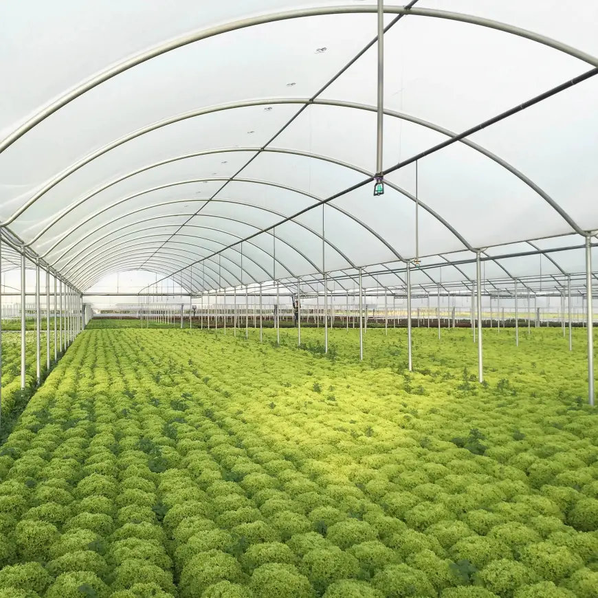 Top Benefits of Using a 4-Year Greenhouse Cover