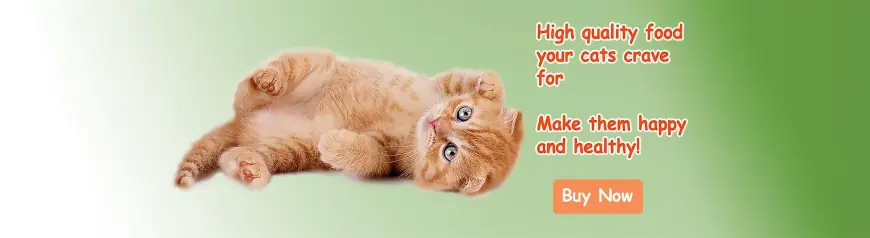 Wise Pet – Your Trusted Online Pet Shop in Hong Kong