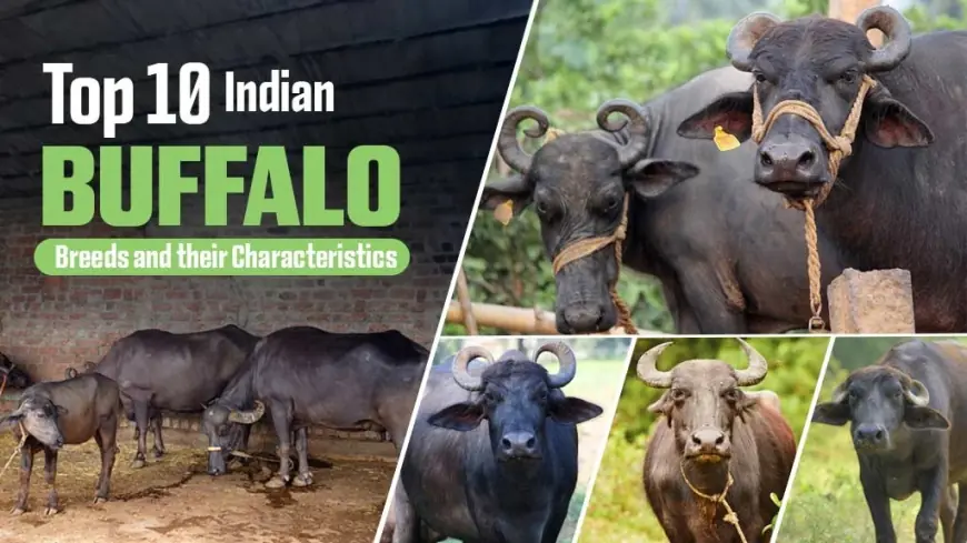Check out the Best Breeds of Buffalo in India
