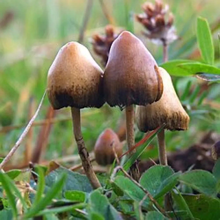 Buy Psychedelic Mushroom Online – Safe, Discreet & Trusted Sources
