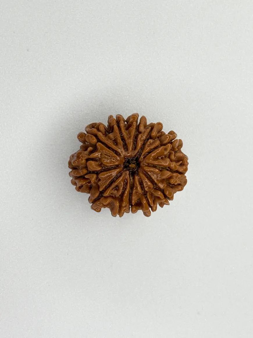 Natural 12-Mukhi Nepali Rudraksha – Leadership, Vitality & Clarity