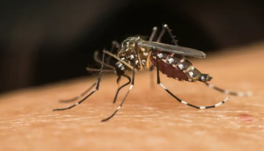 Top 5 Rainy Season Diseases and How to Stay Safe