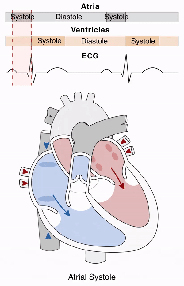 Cardiovascular Devices Market Trends in Diagnostics & Monitoring