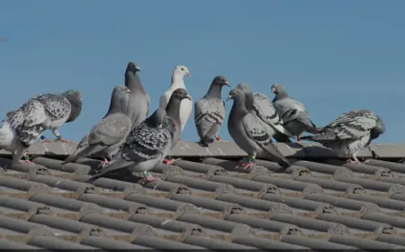 Expert Pigeon Control in Las Vegas NV with Enviro Guard Pest Control