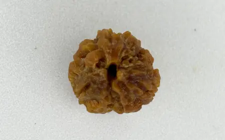 Natural 3-Mukhi Nepali Rudraksha – Purification, Clarity & Inner Power