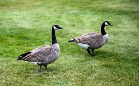 Pet Waste Removal Service in Kalamazoo, MI | Goose Droppings Clean Up Experts