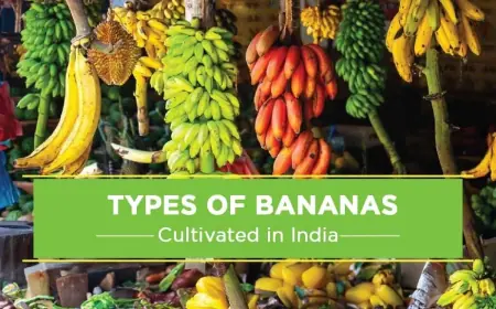 Discover the Varities of Banana Farming in India
