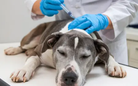 Is Dog Euthanasia Painful? Understanding the Process and Comfort Measures