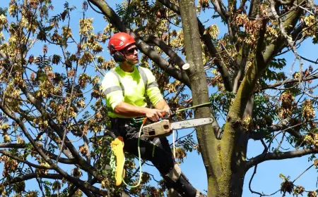 Is it Cheaper to Rent or Buy a Stump Grinder?