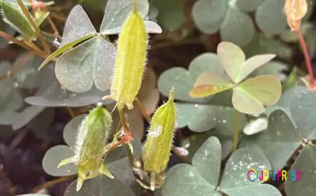 ID of Creeping oxalis