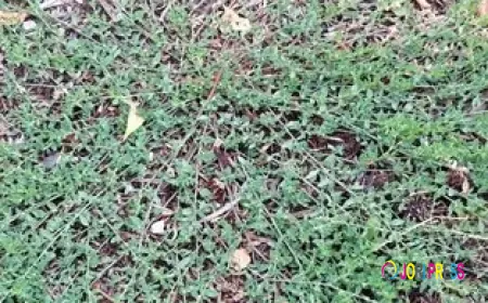 ID and managment of Wireweed