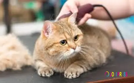 Cat Grooming Services in Sun City Center - Everything You Need to Know
