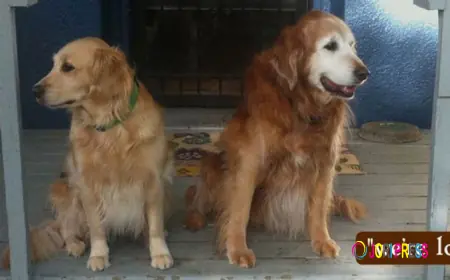 Trusted Dog Boarding and Pet Care in Portland, Oregon