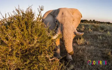 5 Extraordinary Marine Migrations That Will Leave You in Awe