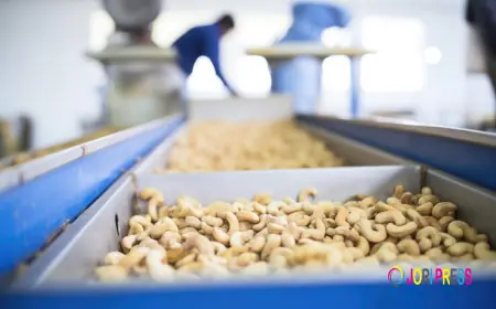 Ensuring Consistent Cashew Quality with Automated Drying Solutions
