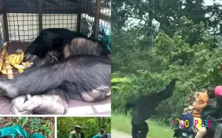 VERY UNFORTUNATE!! Deadly Accident Claims Lives of Seven Ugandans, Here Are The Details