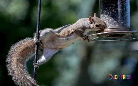 Norwalk Residents Warned: Professional Wildlife in Attics Removal Services Now Available