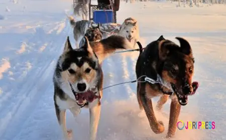 What to Expect on Your First Dog Sledding Trip: Tips for Beginners