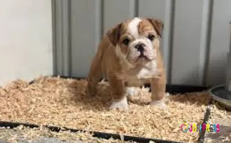 Best Olde English Bulldogge Breeders Near Me – Where to Find Your Perfect Puppy?