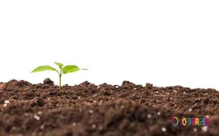 Metabolic Pathways of Azotobacter vinelandii and Their Agricultural Applications