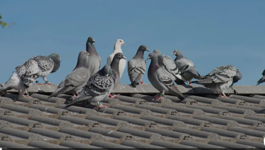 Expert Pigeon Control in Las Vegas NV with Enviro Guard Pest Control