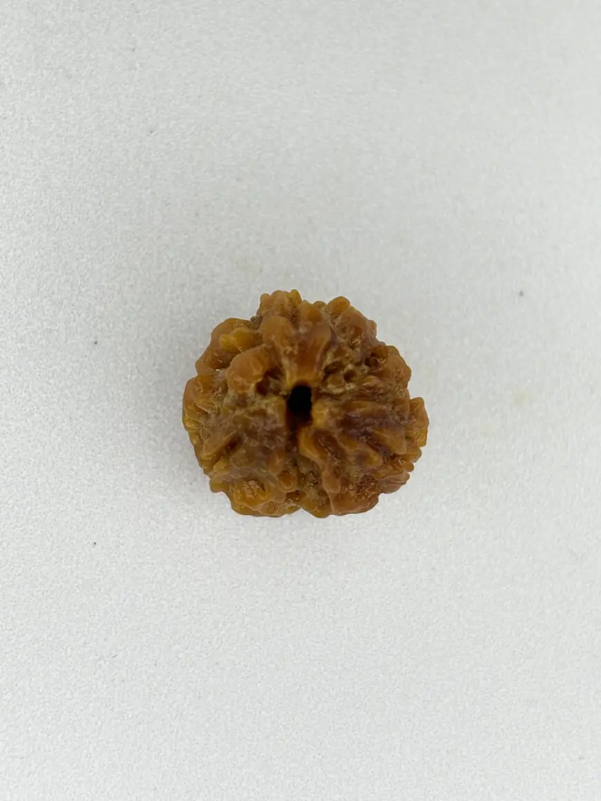 Natural 3-Mukhi Nepali Rudraksha – Purification, Clarity & Inner Power