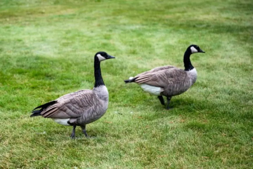 Pet Waste Removal Service in Kalamazoo, MI | Goose Droppings Clean Up Experts