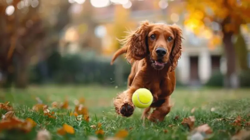 Poop Scooping Service in Kalamazoo, MI & Pet Waste Removal Service in Portage, MI