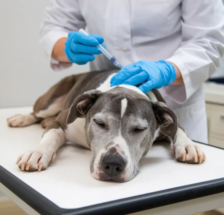 Is Dog Euthanasia Painful? Understanding the Process and Comfort Measures