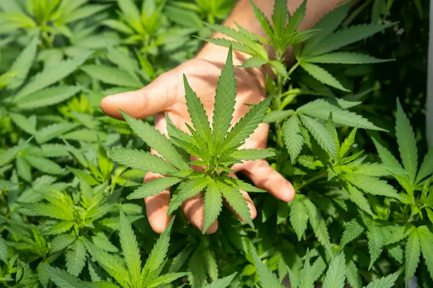 Global Cannabis Market Growth Trends and Future Forecast 2033