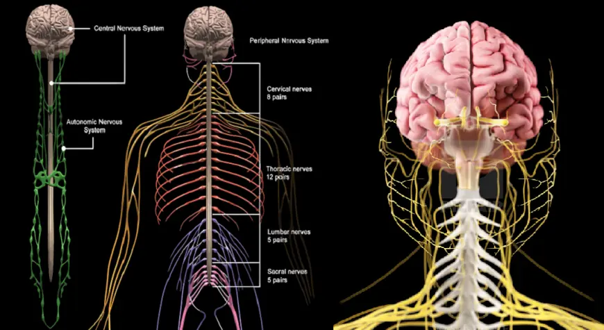 Central Nervous System Therapeutics Market Growth Drivers, Trends & Forecast 2033