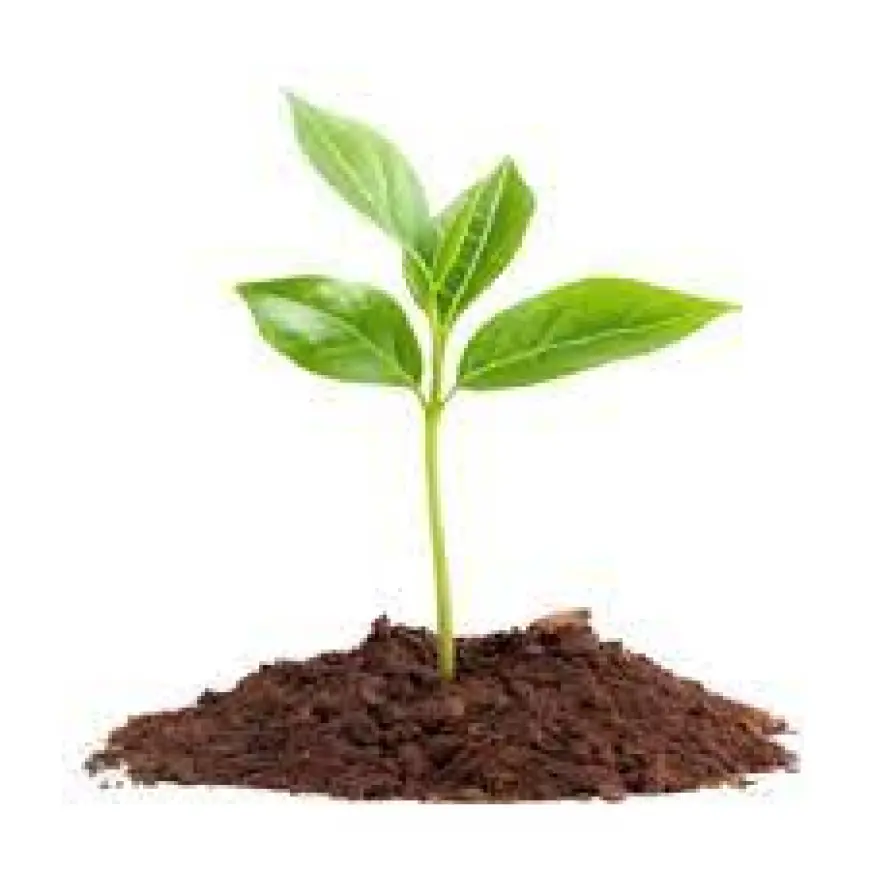 Biochar Market trends focusing on environmental protection, soil enrichment, and energy-efficient solutions worldwide