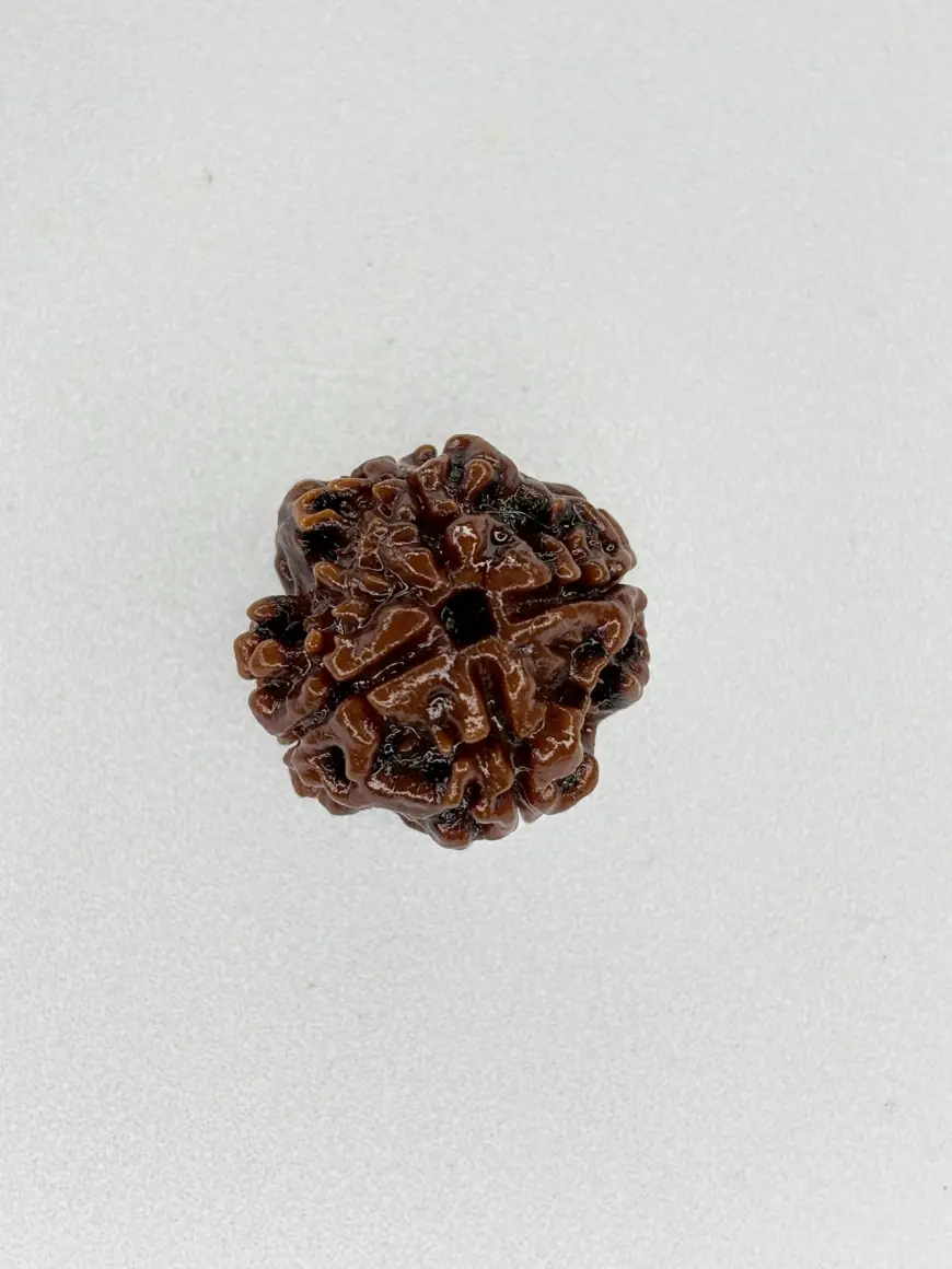 Buy Natural 4 Mukhi Rudraksha Nepali – Wisdom, Clarity & Health