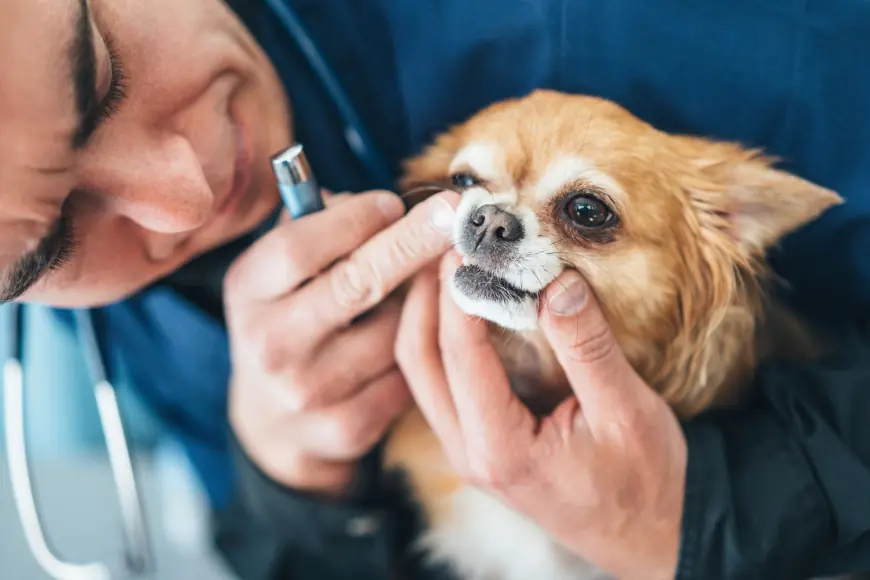 Affordable Pet Supplies and Accessories with RarePet Best Deals