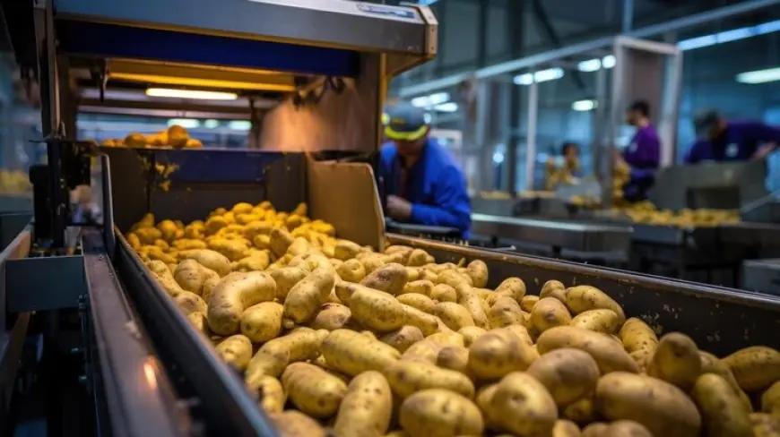 Roadmap for Setting up a Sweet Potato Processing Plant Project | Report by IMARC Group