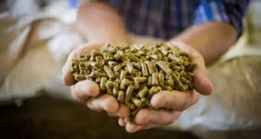Animal feed additives market dynamics shaping future livestock production strategies