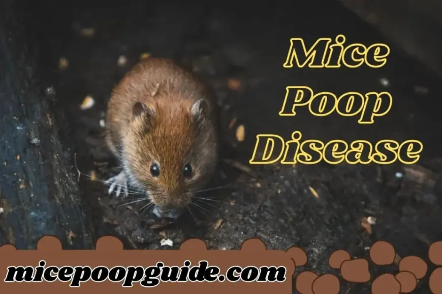 Mice Poop Disease: Hidden Dangers in Your Home