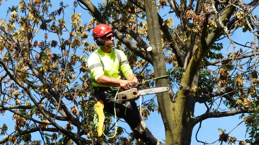 Is it Cheaper to Rent or Buy a Stump Grinder?
