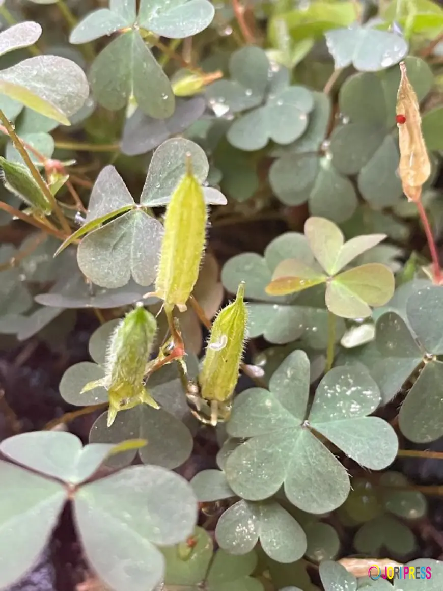 ID of Creeping oxalis