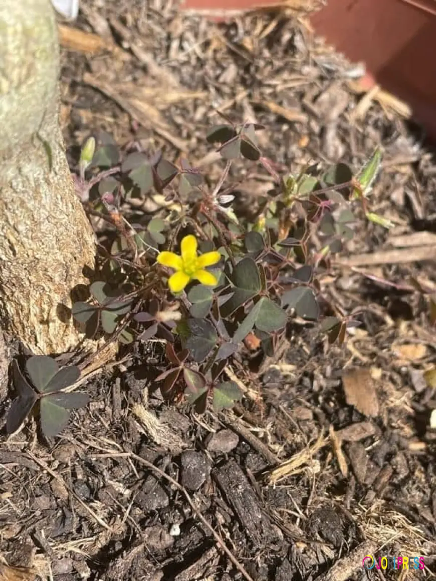 ID of Creeping oxalis