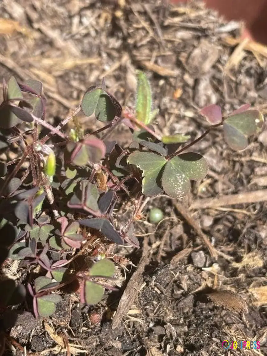 ID of Creeping oxalis