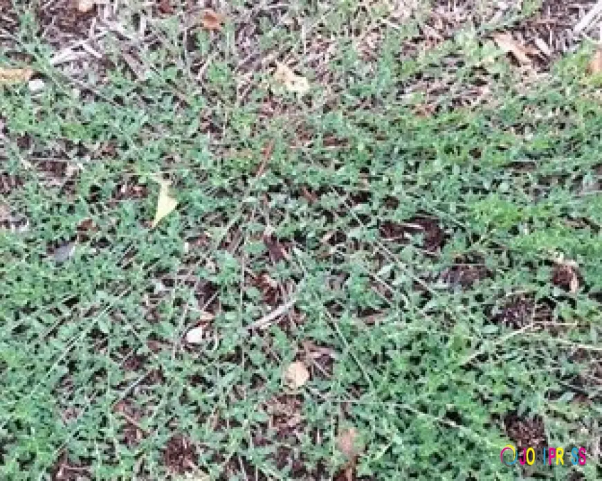 ID and managment of Wireweed