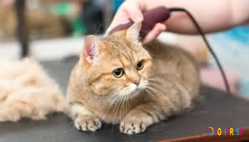 Cat Grooming Services in Sun City Center - Everything You Need to Know