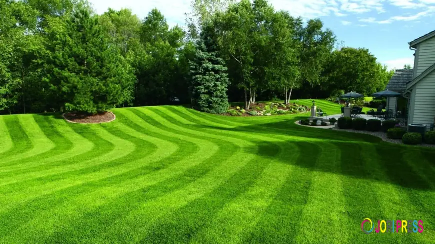 Essential Lawn Care Practices for Vancouver Homeowners